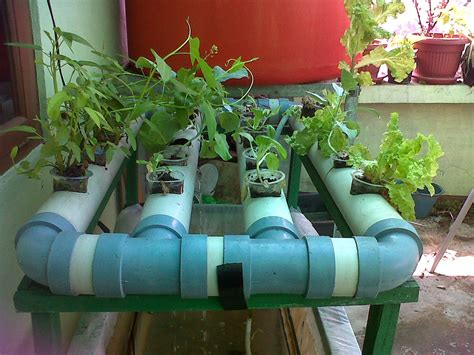 Check spelling or type a new query. Cara Menanam Cabe Hidroponik dalam Polybag | BATAM Bicara