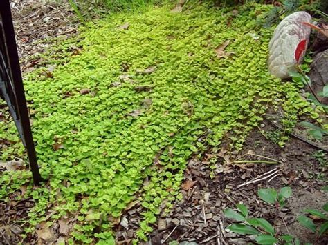 Growing Creeping Jenny Growing Information And Care Of Creeping Jenny