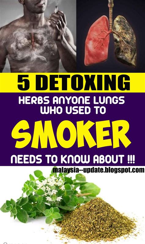 5 lung detoxing herbs smoker needs to know with images lunges detox herbs
