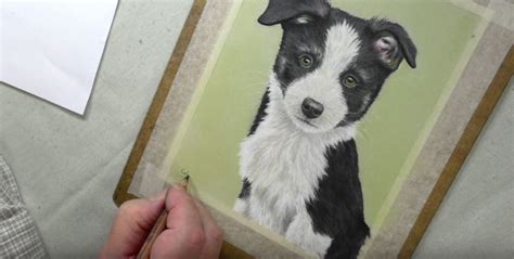 63 Cute Border Collie Puppy Drawing L2sanpiero