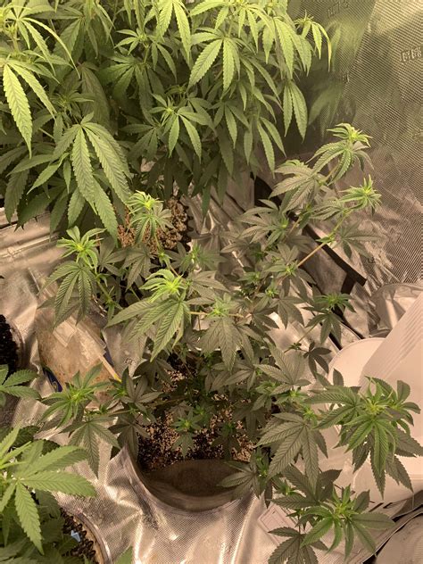 Collie Man Kush Skywalker Og Feminized Seeds Dj Short