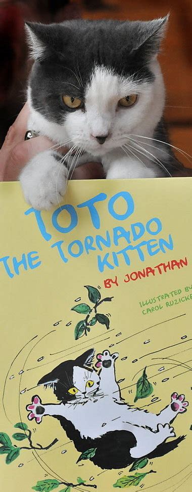 Toto The Tornado Kitten Tells Story Of Tiny Brimfield Survivor Of