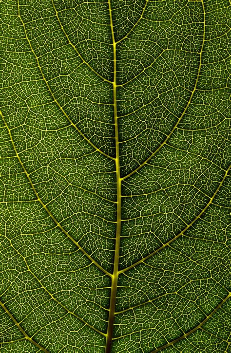 Leaf Texture Pictures Download Free Images On Unsplash