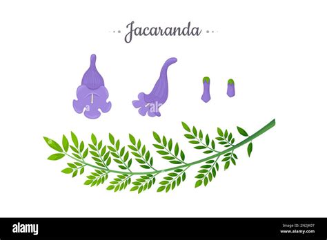 Purple Jacaranda Cut Out Stock Images And Pictures Alamy