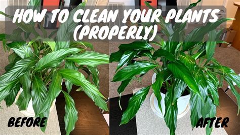 How To Properly Clean Indoor Plant Leaves And Make Them Shine Youtube