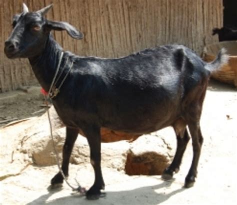 Dissemination Of Knowledge Black Bengal Goat Capra Hircus Bengalensis