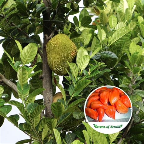 Buy Jackfruit Red Jack Deang Surya Plant Greens Of Kerala