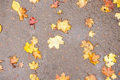 Colorful Autumn Leaves In Rain Puddle Stock Image Image Of Outdoors