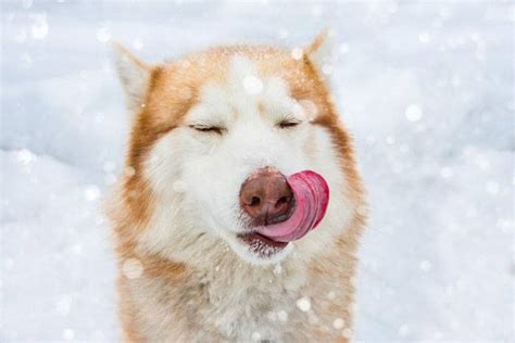 It is a great option for large and fury breeds like huskies. The 5 Best Dog Food for Huskies - All That You Need to Know