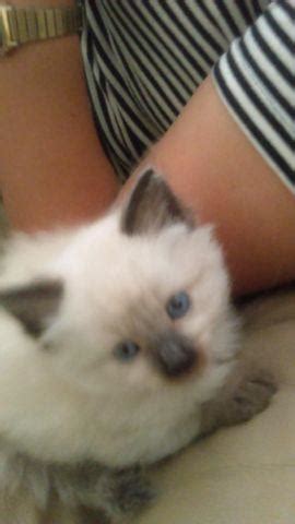 Siamese Ragdoll Himalayan Kittens for Sale in Minneapolis ...