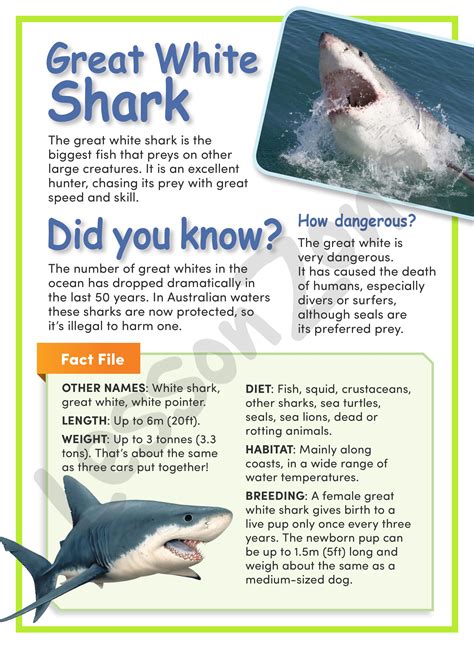 Lesson Zone Au Worksheet Great White Shark Great White Shark