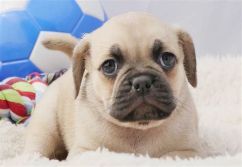 Puggle Puppies For Sale Chevromist Kennels