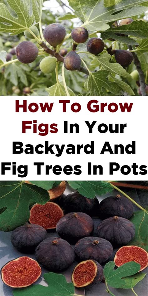 How To Grow Figs In Your Backyard And Fig Trees In Pots Fruit Trees