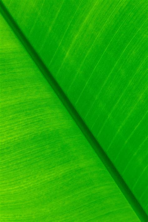 Tropical Leaf Background Free Stock Photo Public Domain Pictures