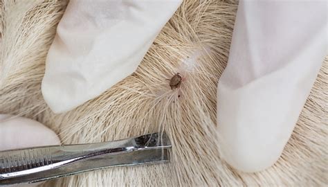 How To Remove A Tick From A Dog Our Step By Step Guide Top Dog Tips