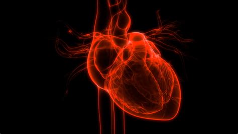 Human Heart Beat Anatomy 3d Stock Footage Video 100 Royalty Free