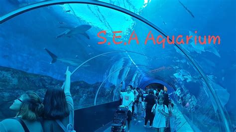 Sea Aquarium Complete Tour Singapore Atlantis Style