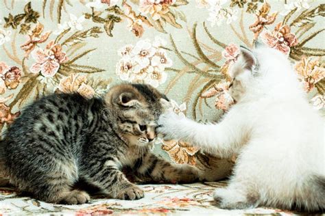 Two Beautiful Kitten Playing Stock Photo Image Of Grey Adorable