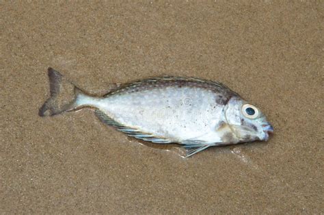 Dead Fish On The Beach Stock Image Image Of Water Dead 25517691
