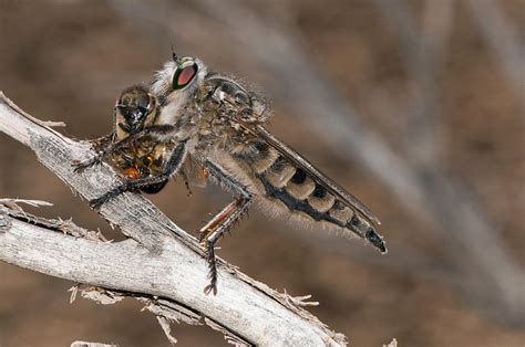 Robber Fly And Prey Photograph By Science Photo Library Fine Art America