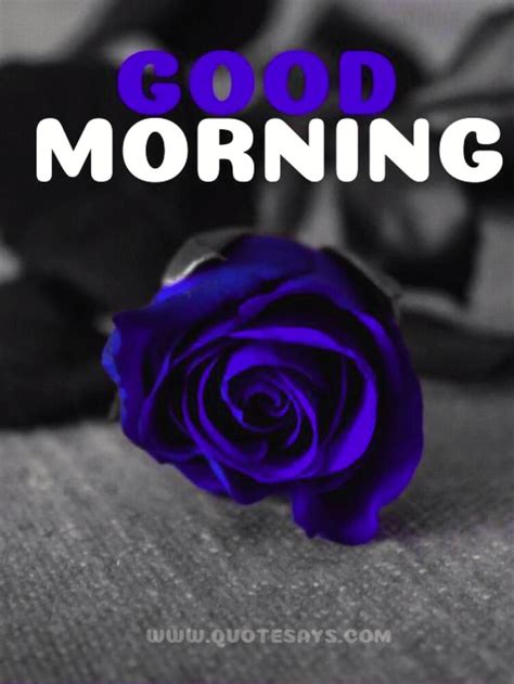 Good Morning Blue Rose