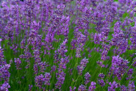 Lavender Free Photo Download Freeimages
