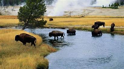 Bison Buffalo Desktop Animals Bisons Landscapes Rivers
