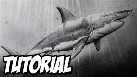 Dibujos de tiburones a lapiz. Cómo dibujar un Tiburón Blanco paso a paso a lápiz ...