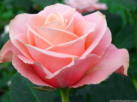 Hd & 4k quality wallpapers free to download many to suit any taste Light Pink Roses Wallpaper - WallpaperSafari