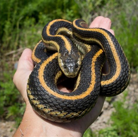 Learning Time This Is The Giant Garter Snake Thamnophis Gigas As It
