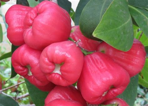 Rose Apple Growing Wax Apple Guide Agri Farming