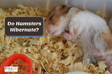 4 Signs That Determine If Hamster Is Hibernating Or Dead
