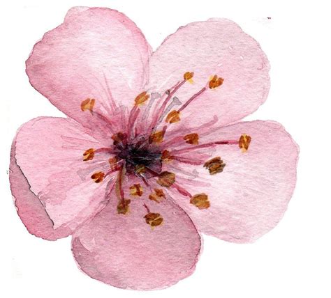 17 Watercolor Cherry Blossom Clipart Cherry Blossom Painting Cherry