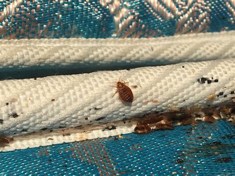 Small Bed Bug Bites Variety