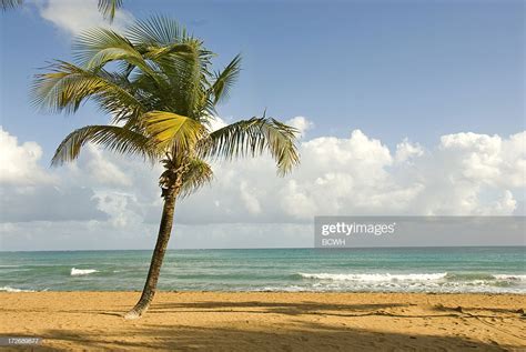 Tropical Beach Scene With Palm Tree High Res Stock Photo