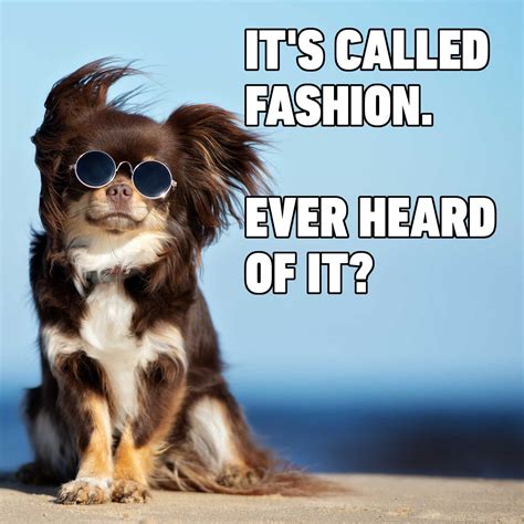Hilarious Dog Memes You'll Laugh at Every Time | Reader's Digest