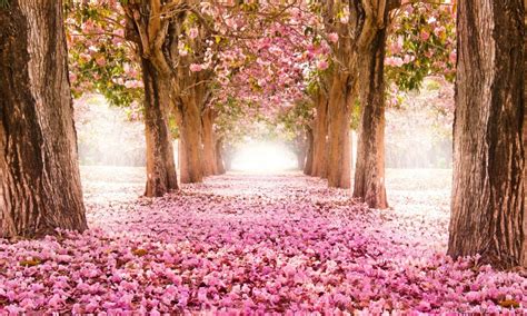 Spring In Japan Cherry Blossom 4k Ultra Hd Wallpapers For Desktop