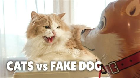 Cats Vs Fake Dog Kittisaurus Youtube