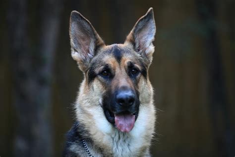 The german shepherd has a litter size of 4 to 9 puppies. 44+ German Shepherd Mix Breed Reviews in 2020 | Black ...