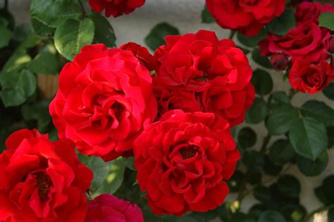 Die Schönsten Rosen Für Den Hausgarten Neue Landschaft