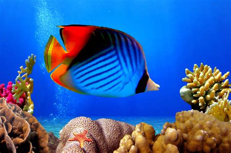 Tropical Fishes Wallpapers Tropical Fish Pictures Fish Wallpaper Images