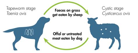 Eleven sheep have been killed by dogs in what has been described as a horrific example of sheep worrying. Sheep Measles: The Issue - Ovis Management
