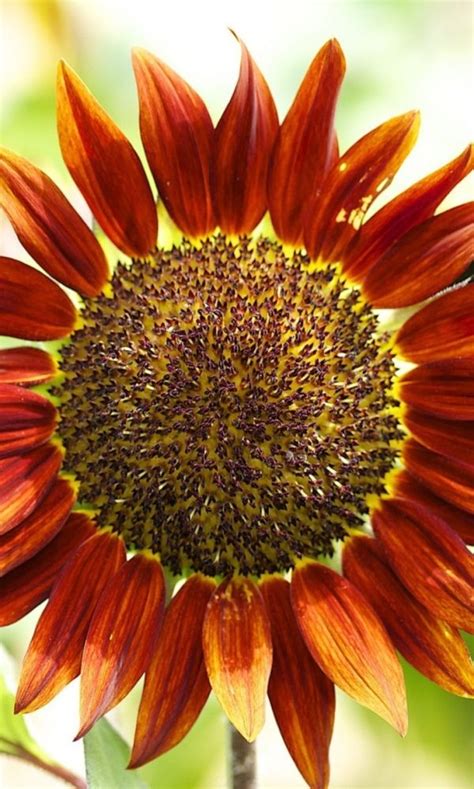 Red Sunflower By Francine Red Sunflowers Beautiful Flowers Flowers