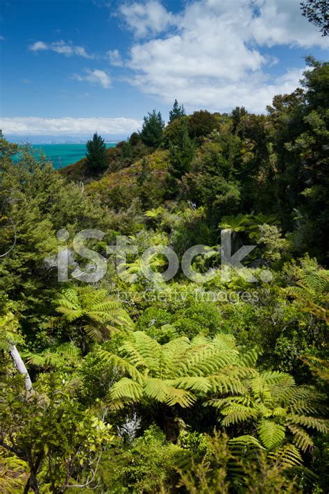 Native Forest Abel Tasman National Park New Zealand Stock Photo