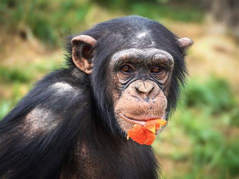 Do Chimpanzees Make Good Pets Explanation And Facts Pet Keen