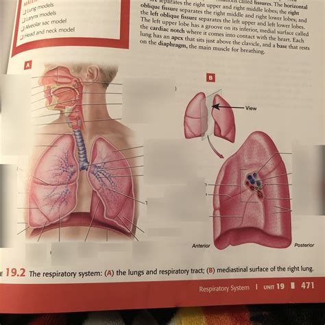 Respiratory System Diagram Quizlet
