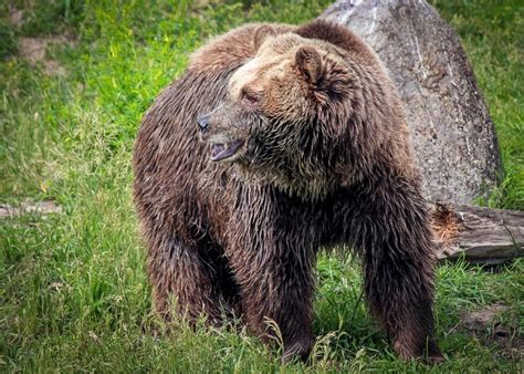 Court Denies State Federal Bid To Strip Yellowstone Grizzlies Of Esa