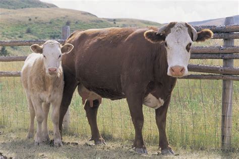 Male Ayrshire Cattle