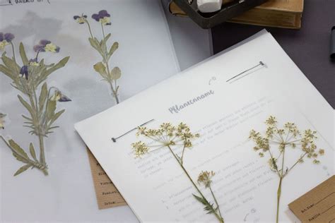 Beispiele kostenlos auf der bewerberbibel.de. Herbarium-Vorlagen in 2020 | Herbarium vorlage, Pflanzen, Heilpflanzen