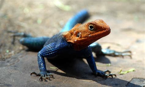 Rainbow Lizard Whats The Most Colorful Lizard In The World Az Animals